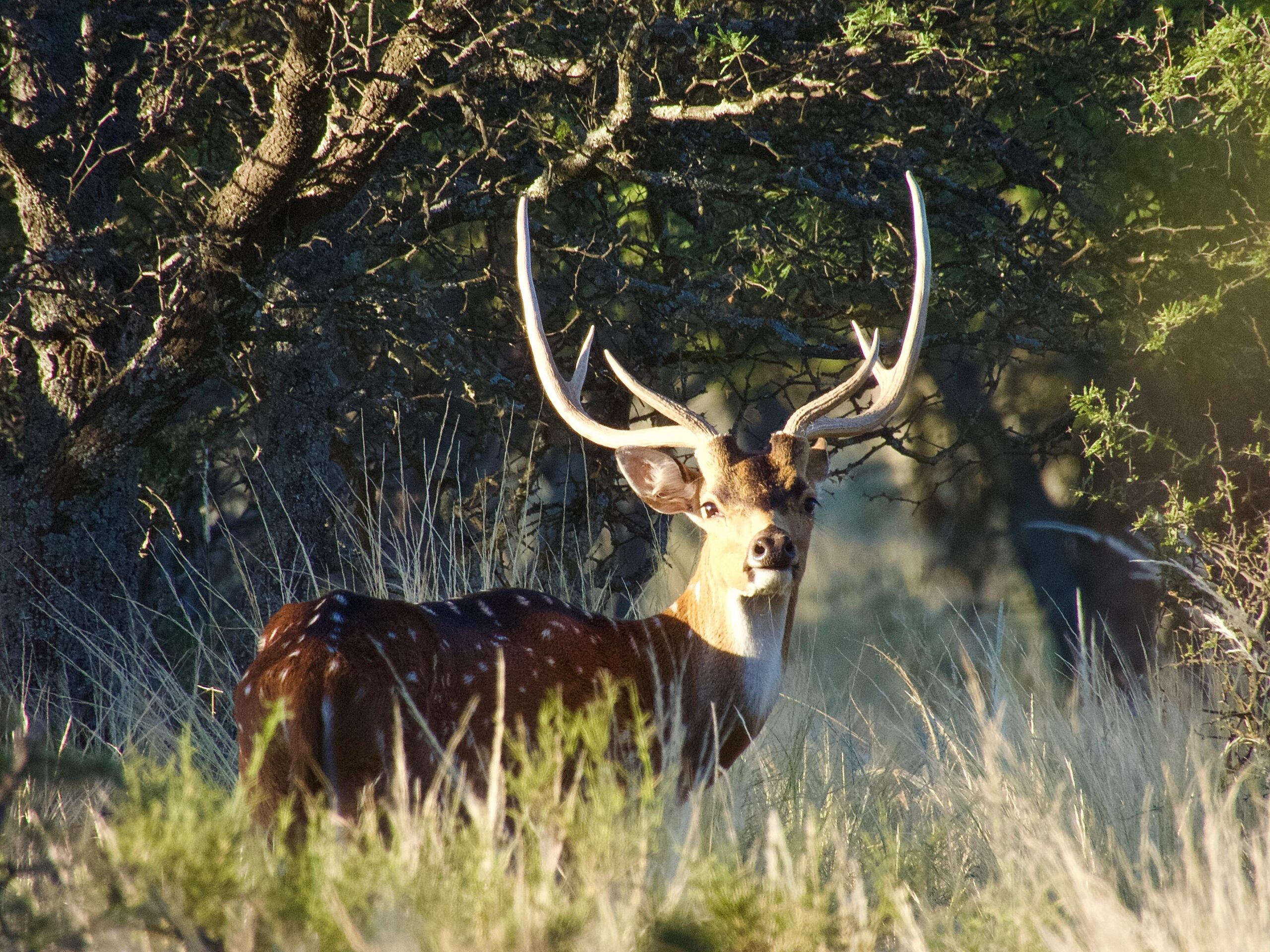 Axis & Free Range Red Stag Package