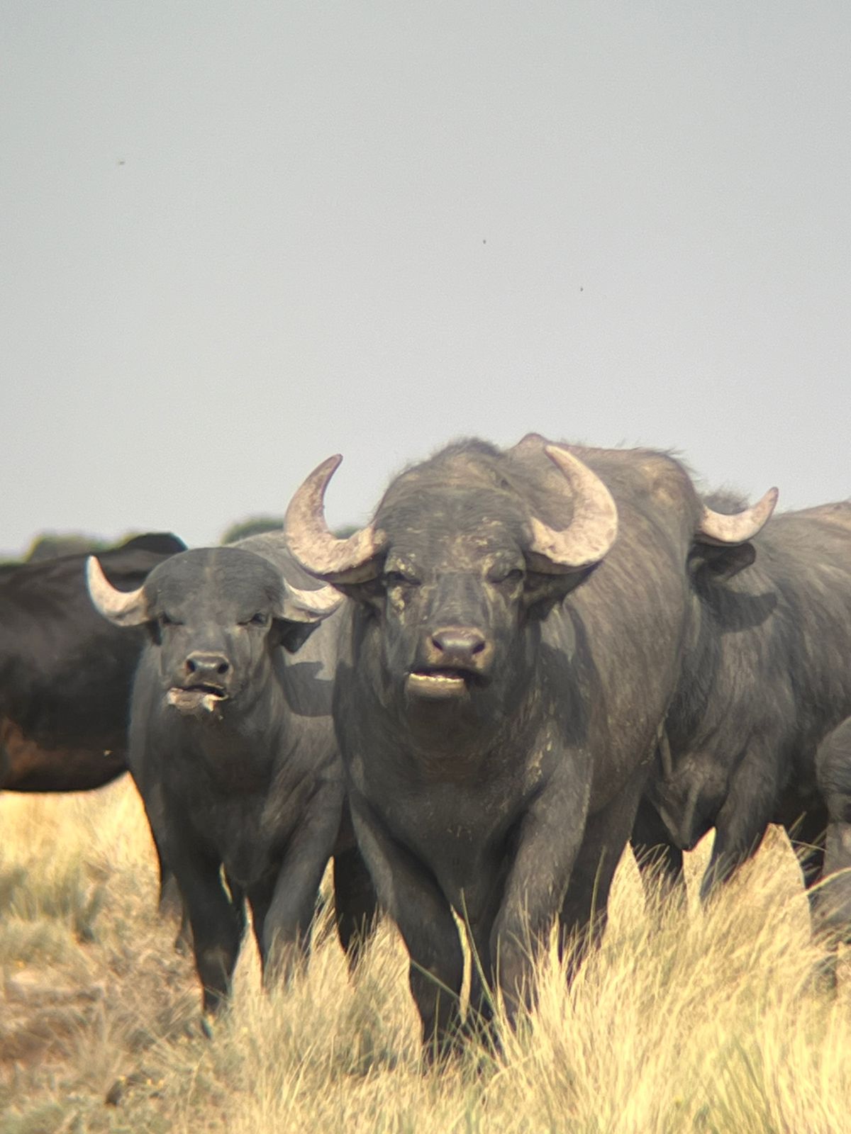 Buffalo & Blackbuck Combo Package