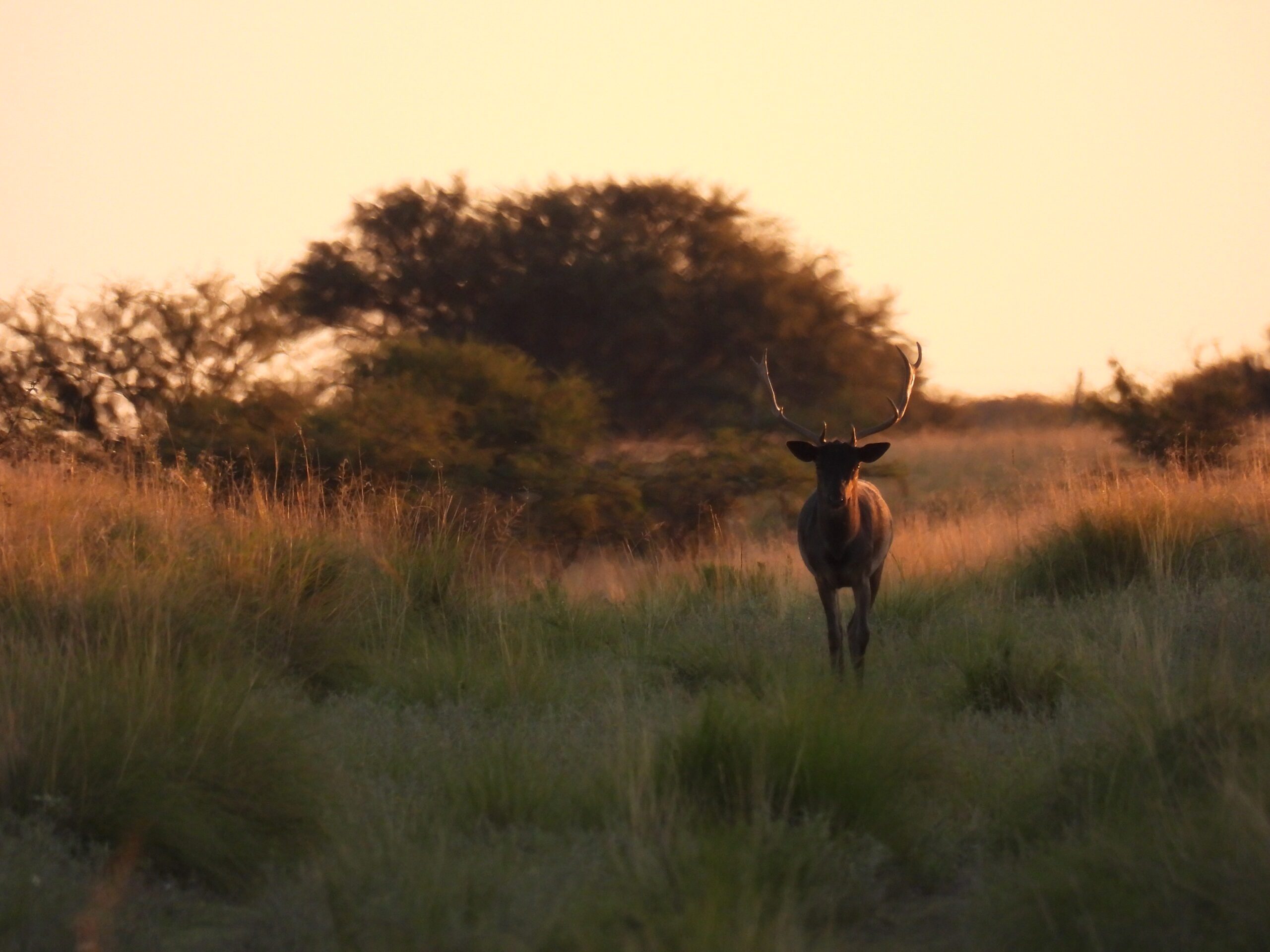 Fallow Deer & Free Range Red Stag Package