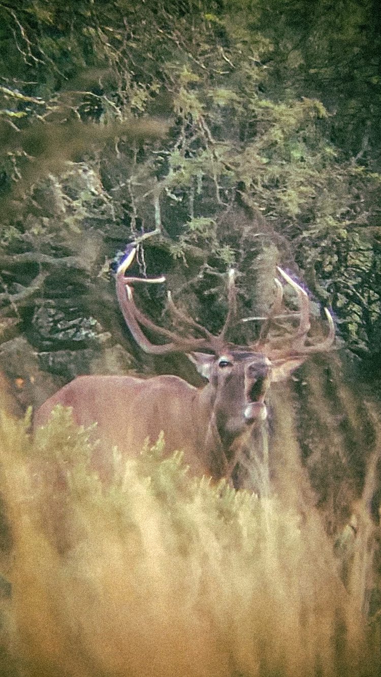 Free Range Red Stag Package