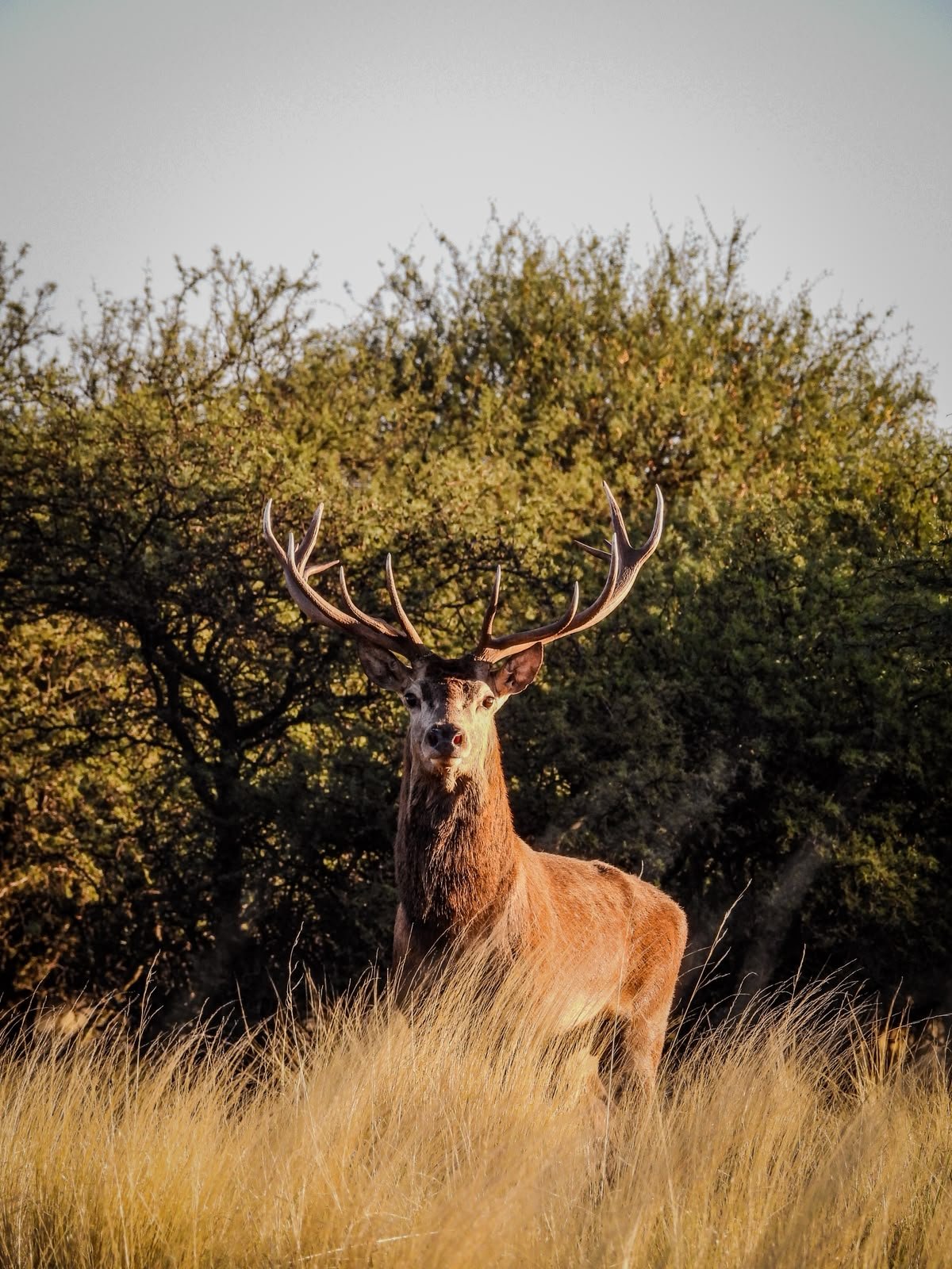 Free Range Red Stag Package