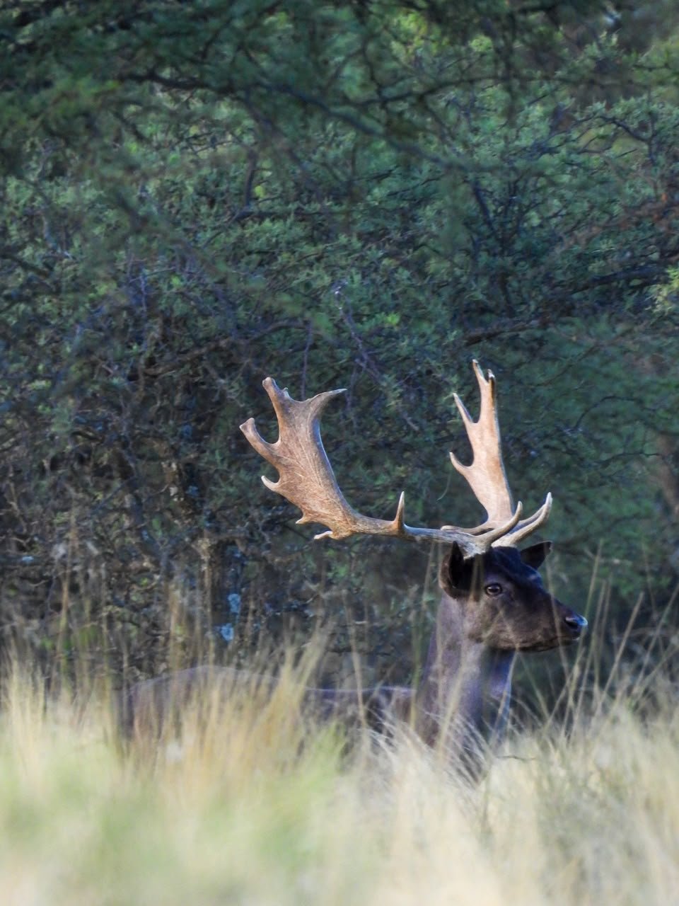 Fallow Deer & Free Range Red Stag Package