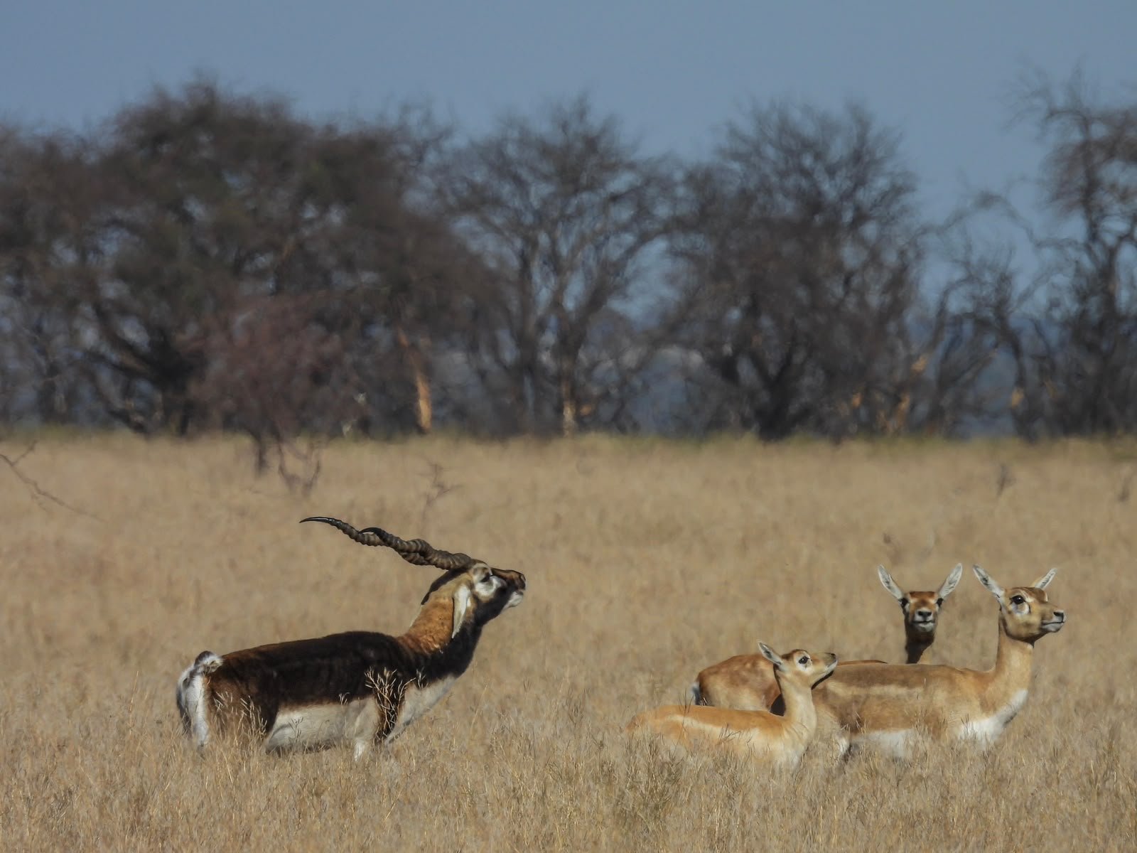 Free Range Red Stag + Blackbuck + Buffalo + Ram Package