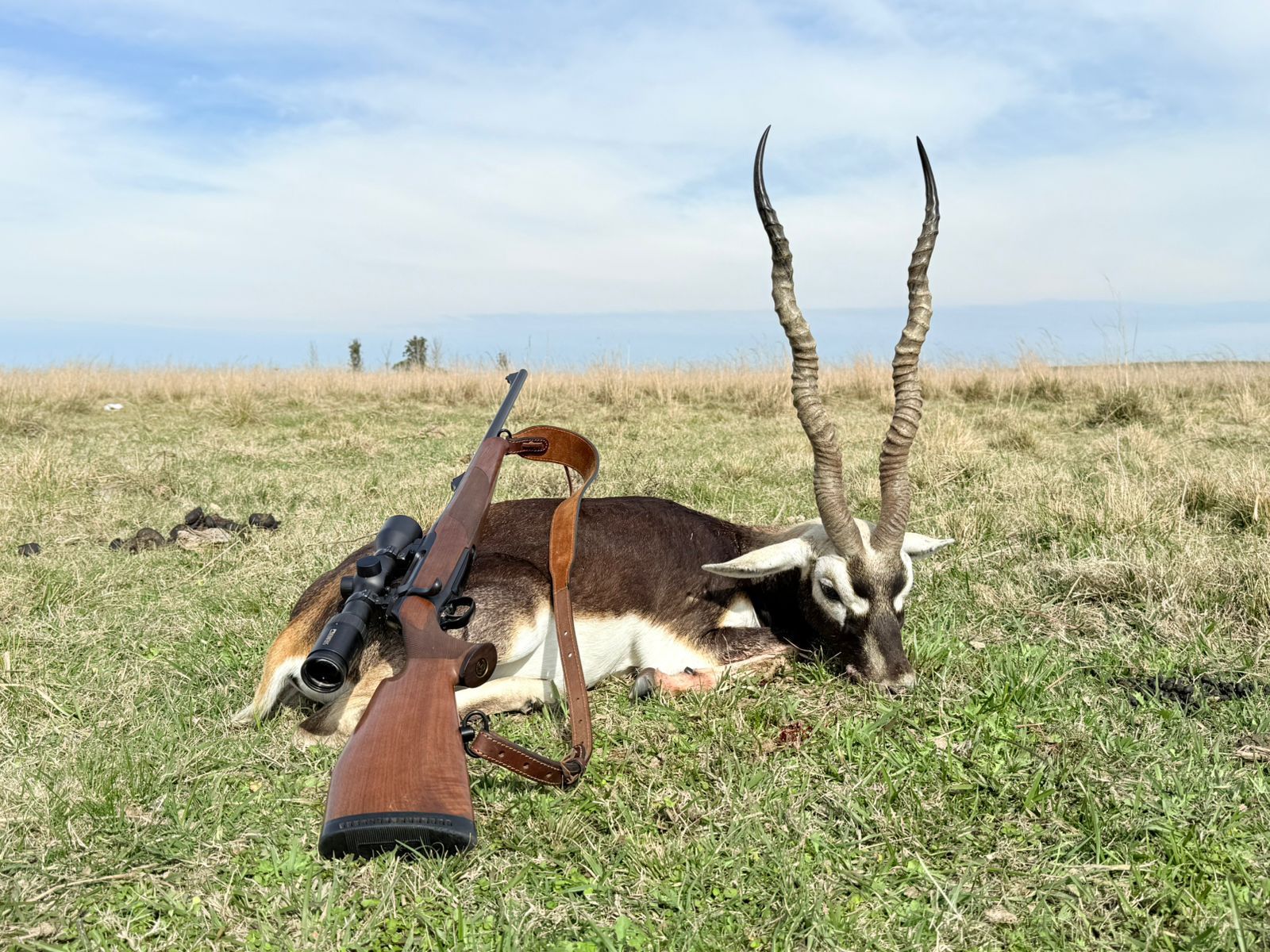 Free Range Red Stag + Blackbuck + Buffalo + Ram Package