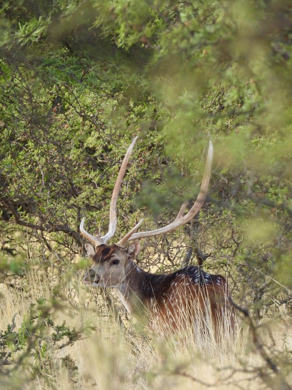 Axis & Free Range Red Stag Package